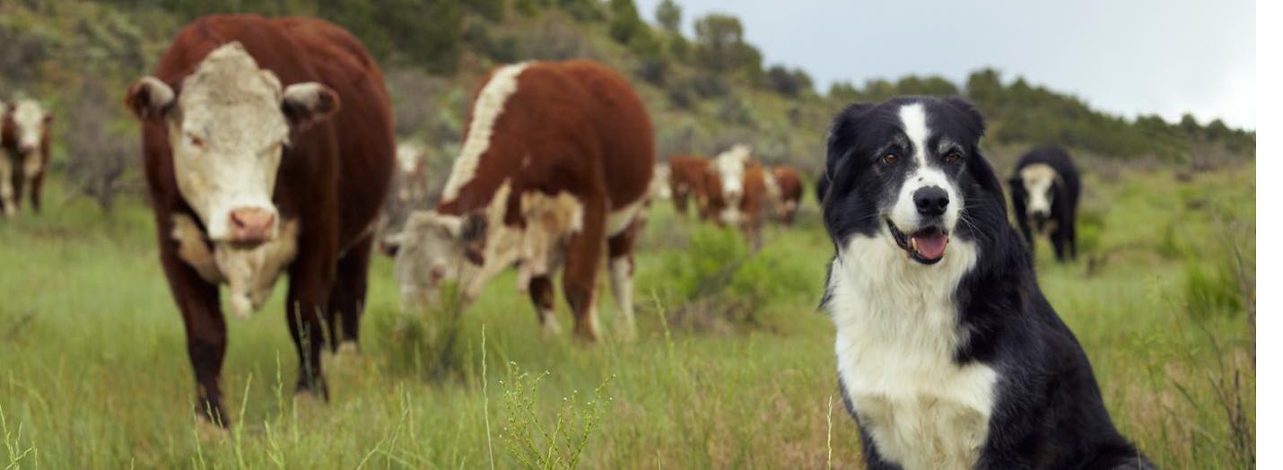 puppy hanging out with some cows!