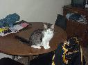 q-on-table