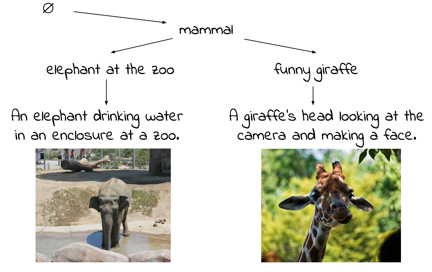 Emergent Visual-Semantic Hierarchies in Image-Text Representations teaser