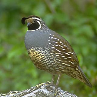 Quail